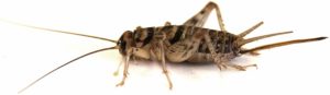 venus flytrap eating a cricket