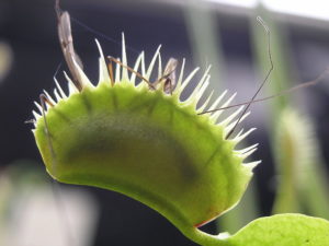 venus flytrap eating an insect