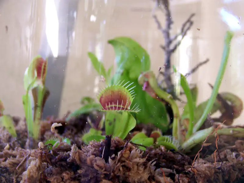 venus flytrap terrarium