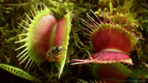 venus flytrap vs hornet