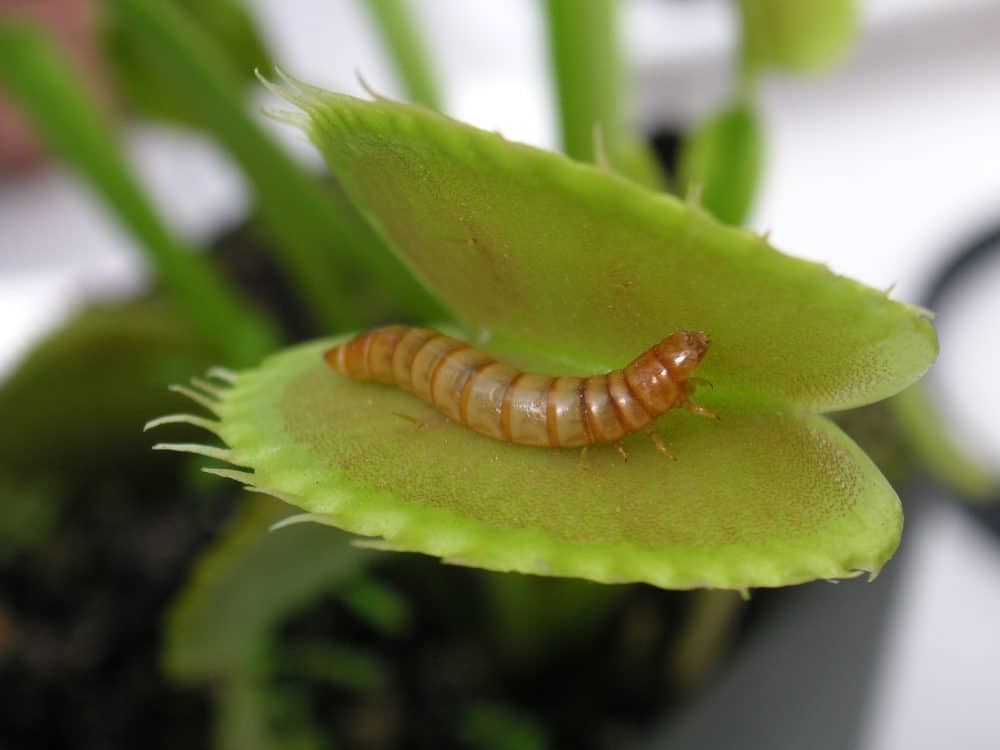what to feed a venus fly trap