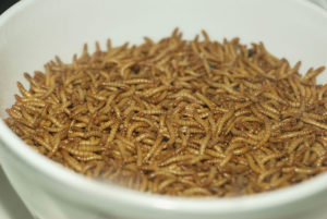 can venus flytraps eat mealworms