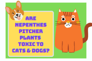 Are Nepenthes Toxic To Cats \u0026 Dogs 