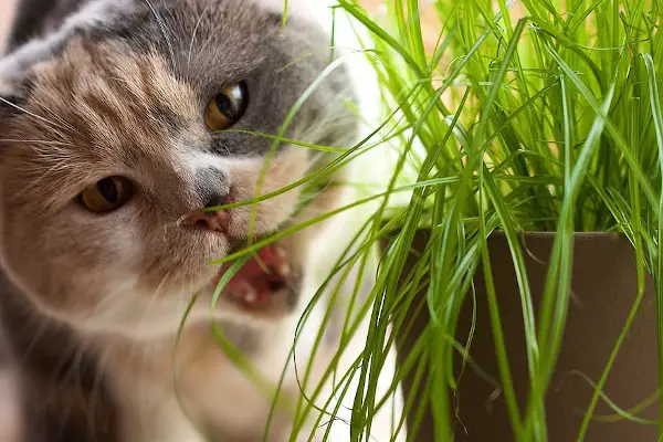 are nepenthes toxic to cats