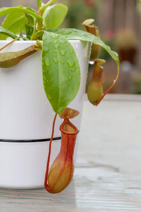 identify a nepenthes ventrata