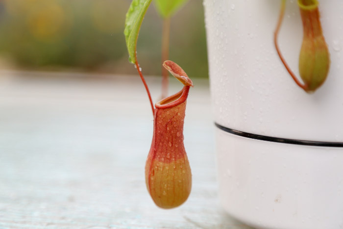 nepenthes ventrata care