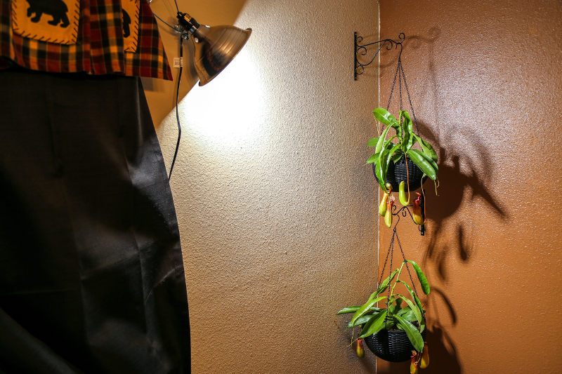 nepenthes ventrata lighting