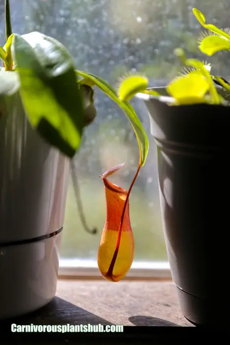 nepenthes ventrata pitcher colors