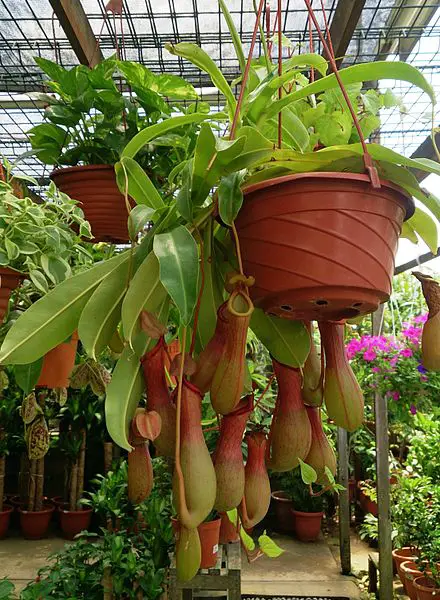 tropical pitcher plant care