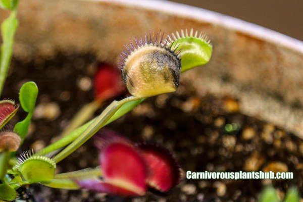 venus flytrap head turning black