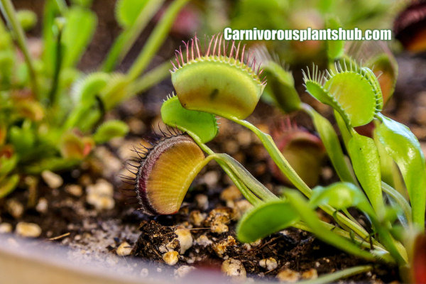 venus flytrap leaves turning black