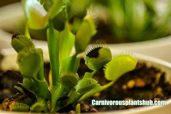 venus flytrap new growth turning black
