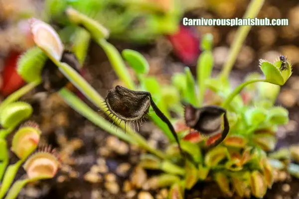 why is my venus flytrap turning black