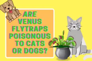 are Venus Flytraps toxic to cats and dogs
