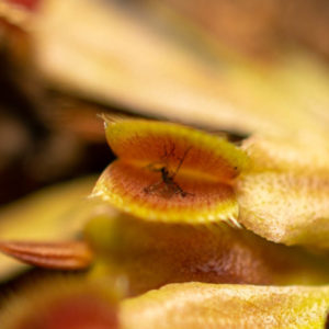 gnat in a venus flytrap