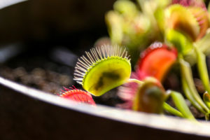 can venus flytraps eat dead bugs