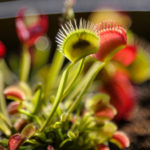 do venus flytraps eat ants