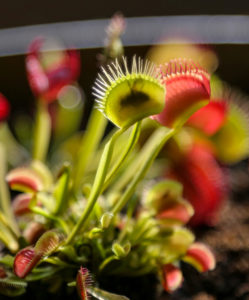 venus flytrap eating dead bugs