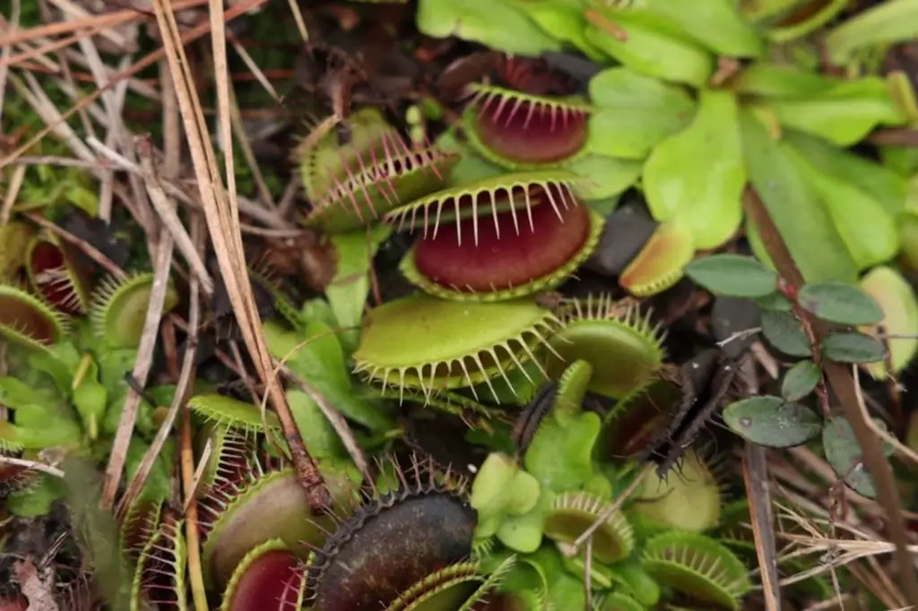 how much water do venus flytraps need