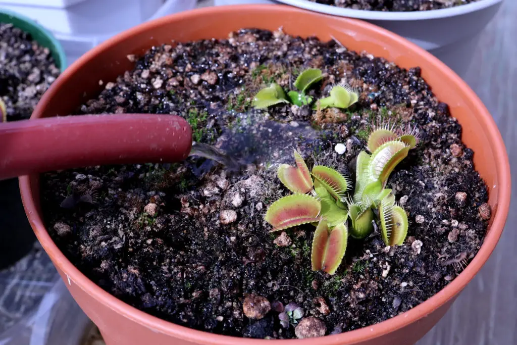 watering venus flytraps